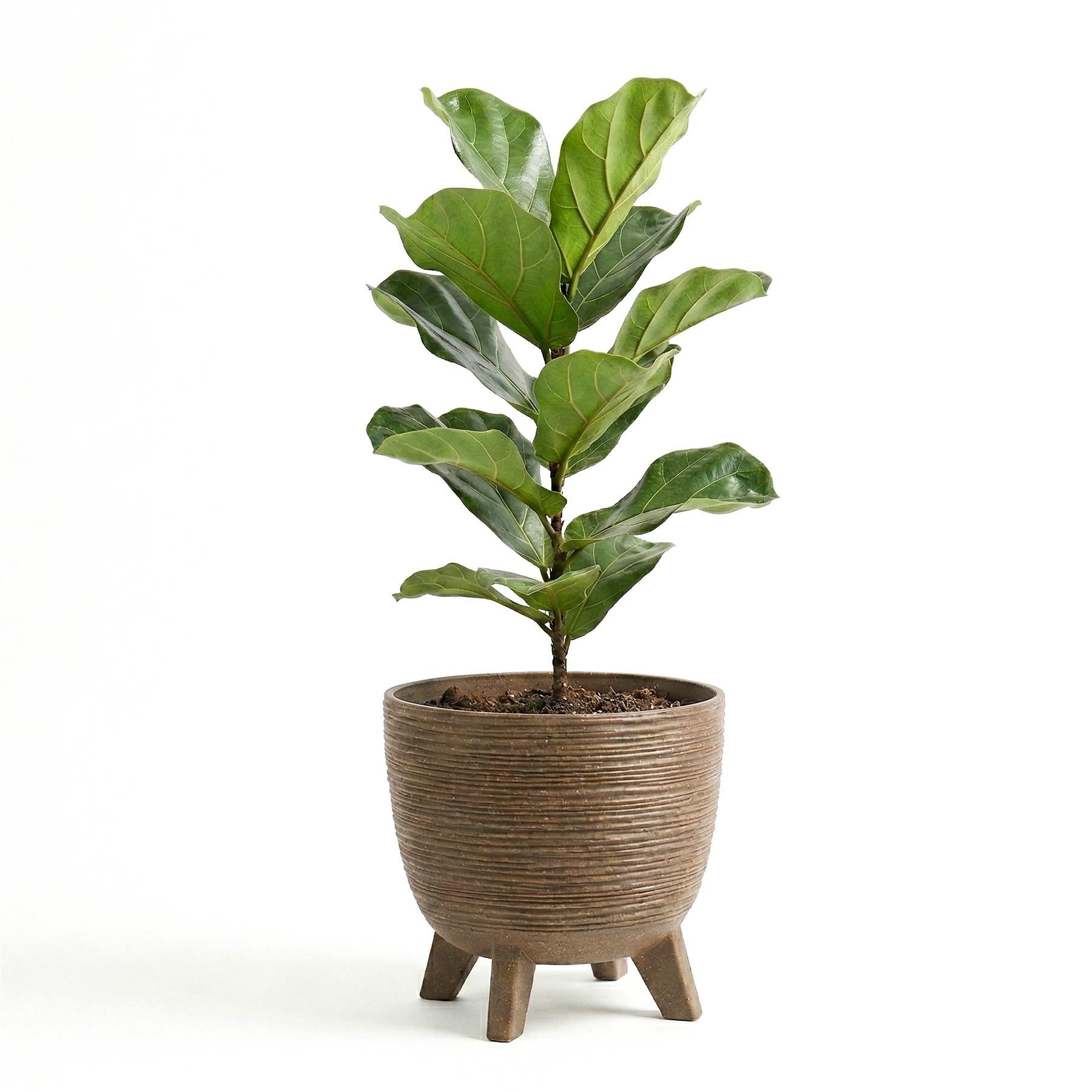 Potted houseplant with large green leaves, set in a striped brown ceramic pot resting on three legs.