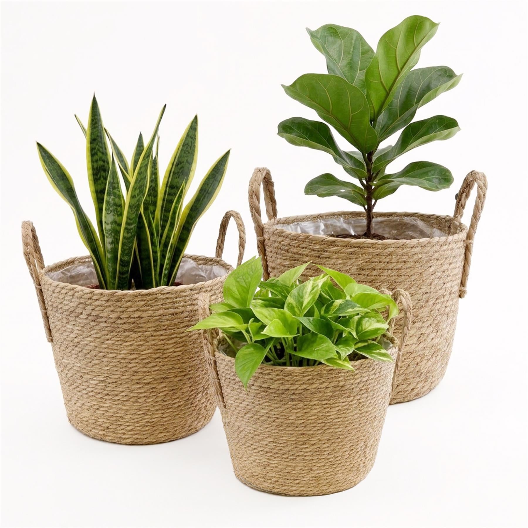 Three potted house plants in rustic woven planters, each featuring attached handles.