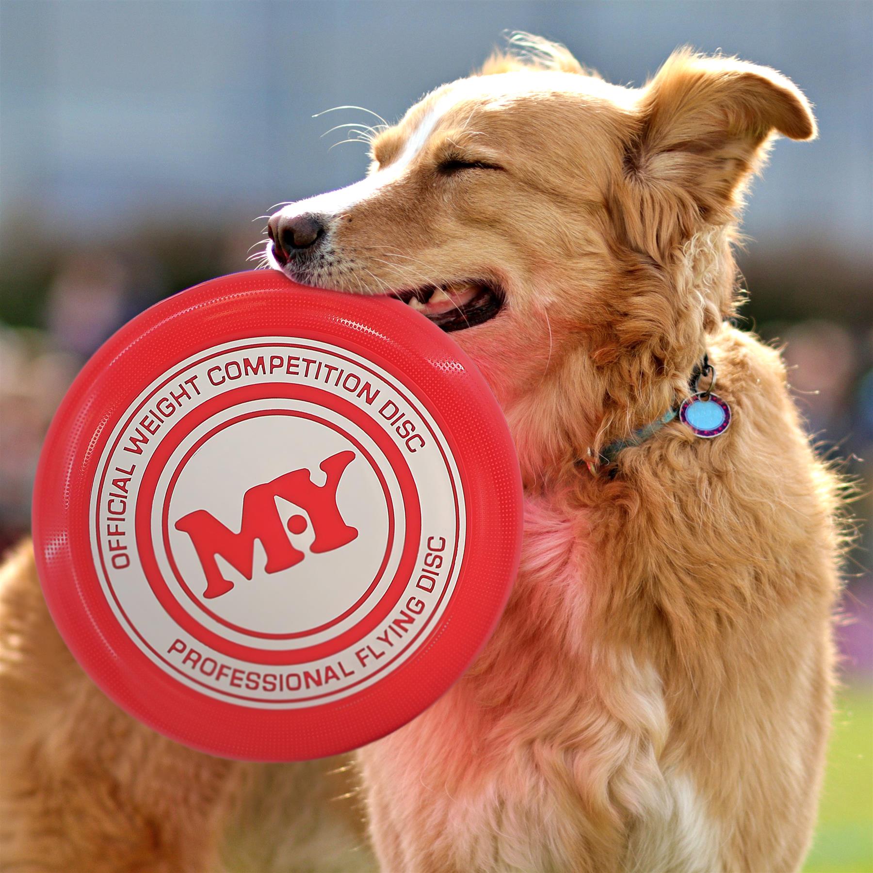 Professional Frisbee 4 Assorted Colours by The Magic Toy Shop - The Magic Toy Shop