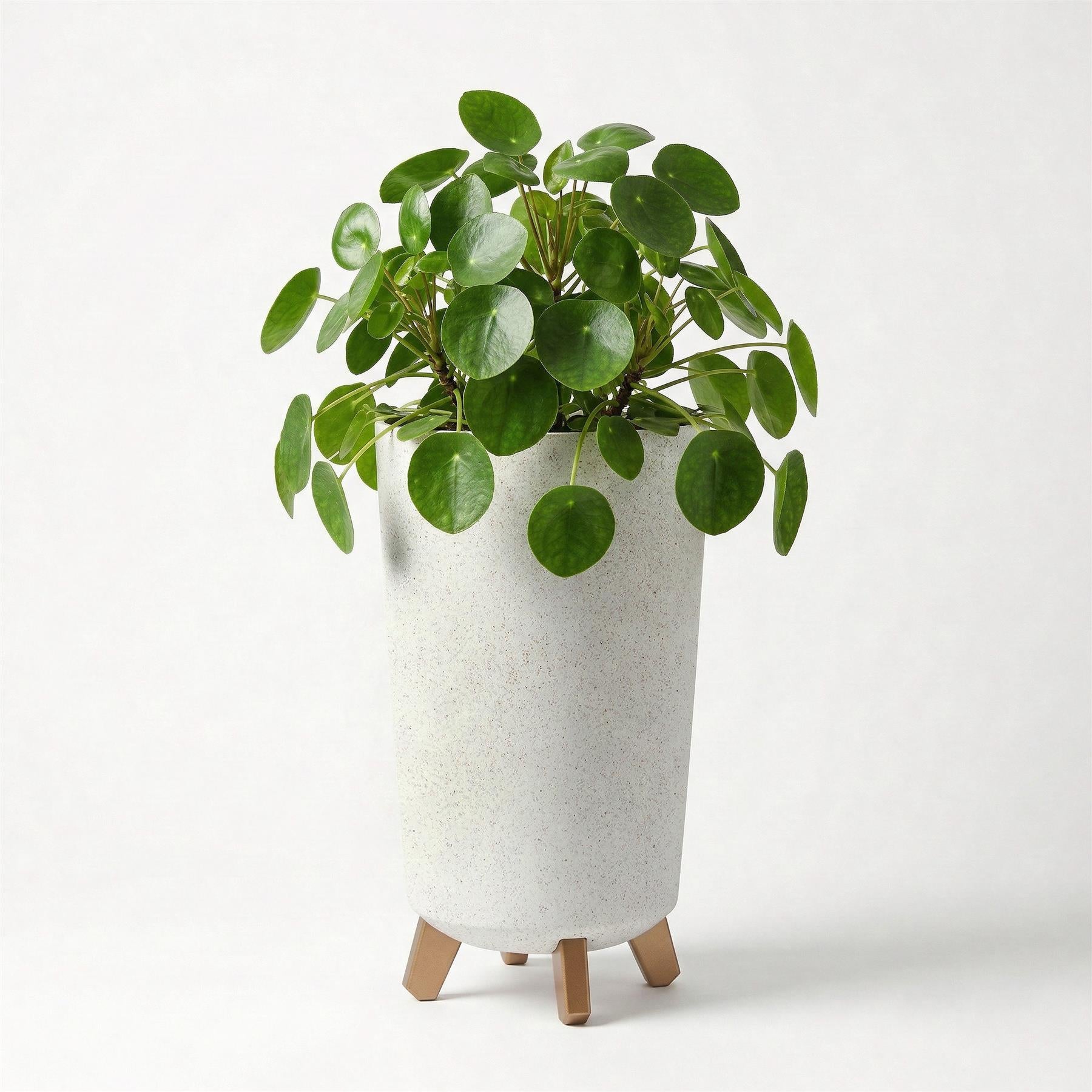 A speckled light gray pot resting on legs, filled with a bushy green houseplant.