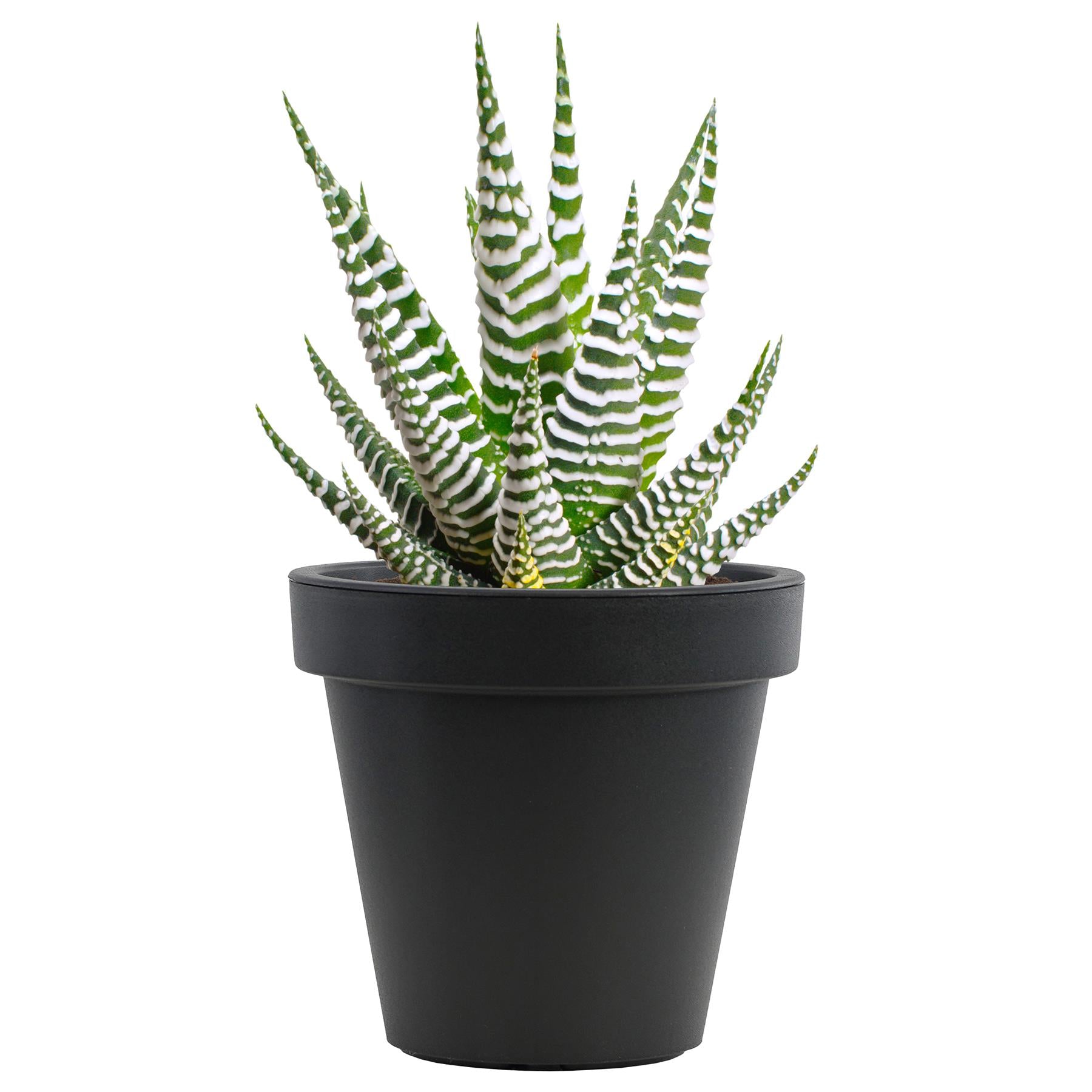 Small Round Anthracite Flower Planter 20 x 18 cm by Geezy - The Magic Toy Shop