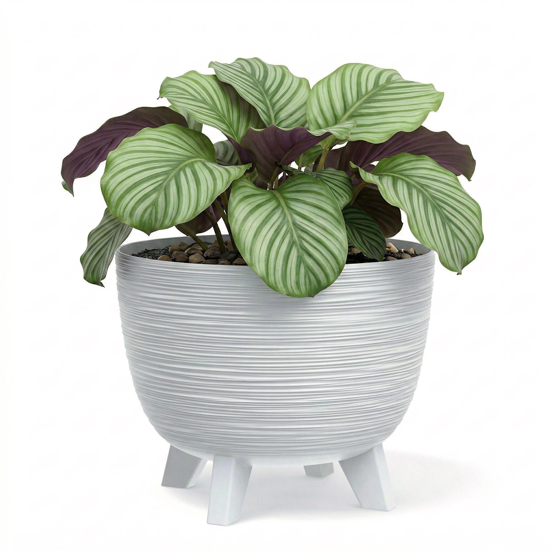 White striped, three-legged pot holds a vibrant houseplant with large, variegated green leaves.