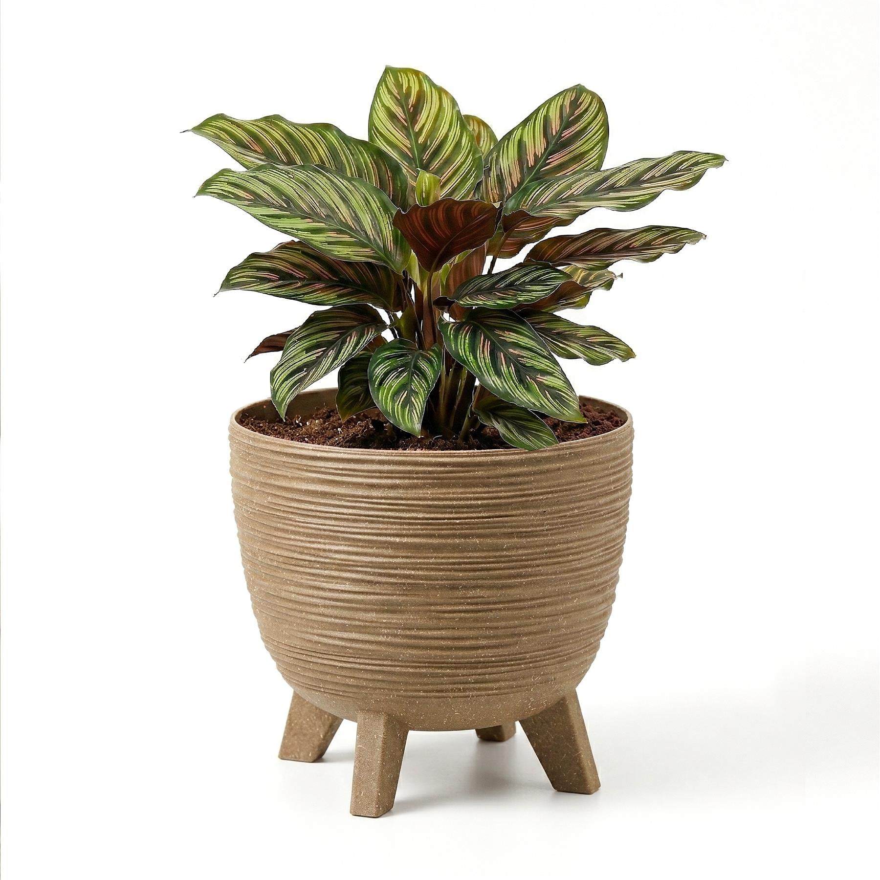 Brown, ridged ceramic planter with three legs holds a vibrant potted plant with variegated green and yellow leaves.