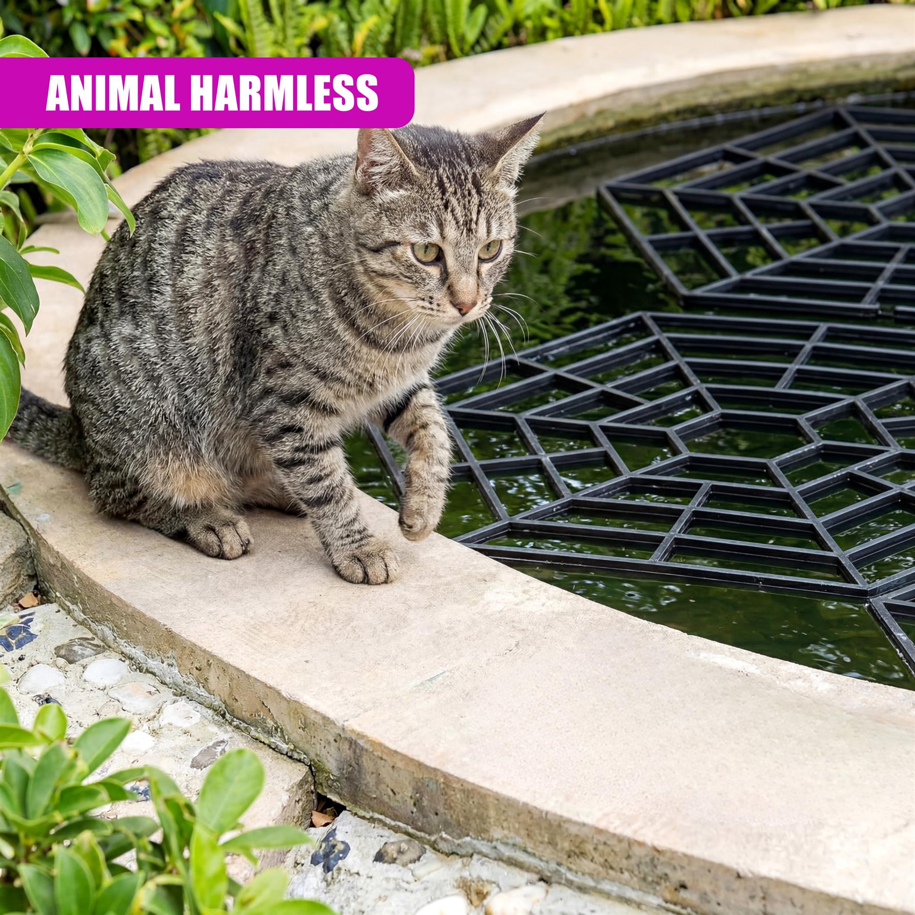 A striped cat rests on coping next to a pond grate containing hexagonal lattice patterns.