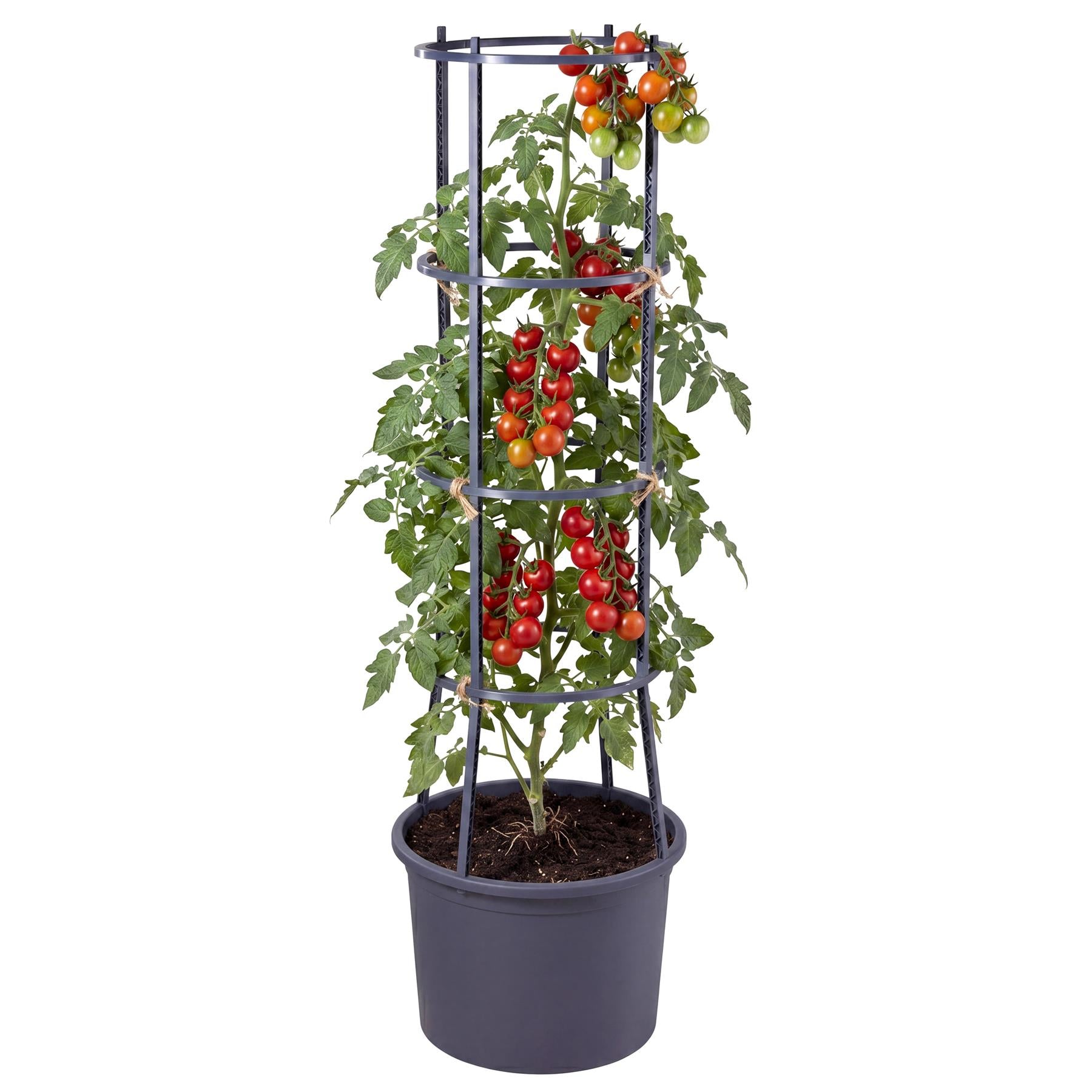 Lush tomato plants with red fruit are trained vertically on a four-level black metal trellis stand.