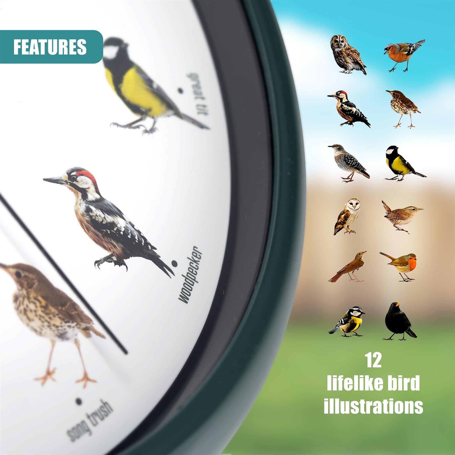 Birdsong Wall Clock with 12 Songs by GEEZY - The Magic Toy Shop