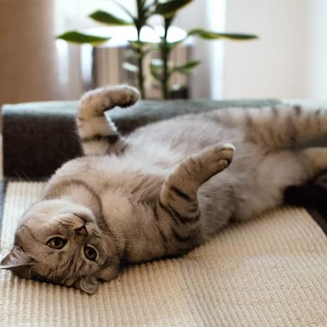 Cat Scratch Mat for Furniture Protection by GEEZY - The Magic Toy Shop