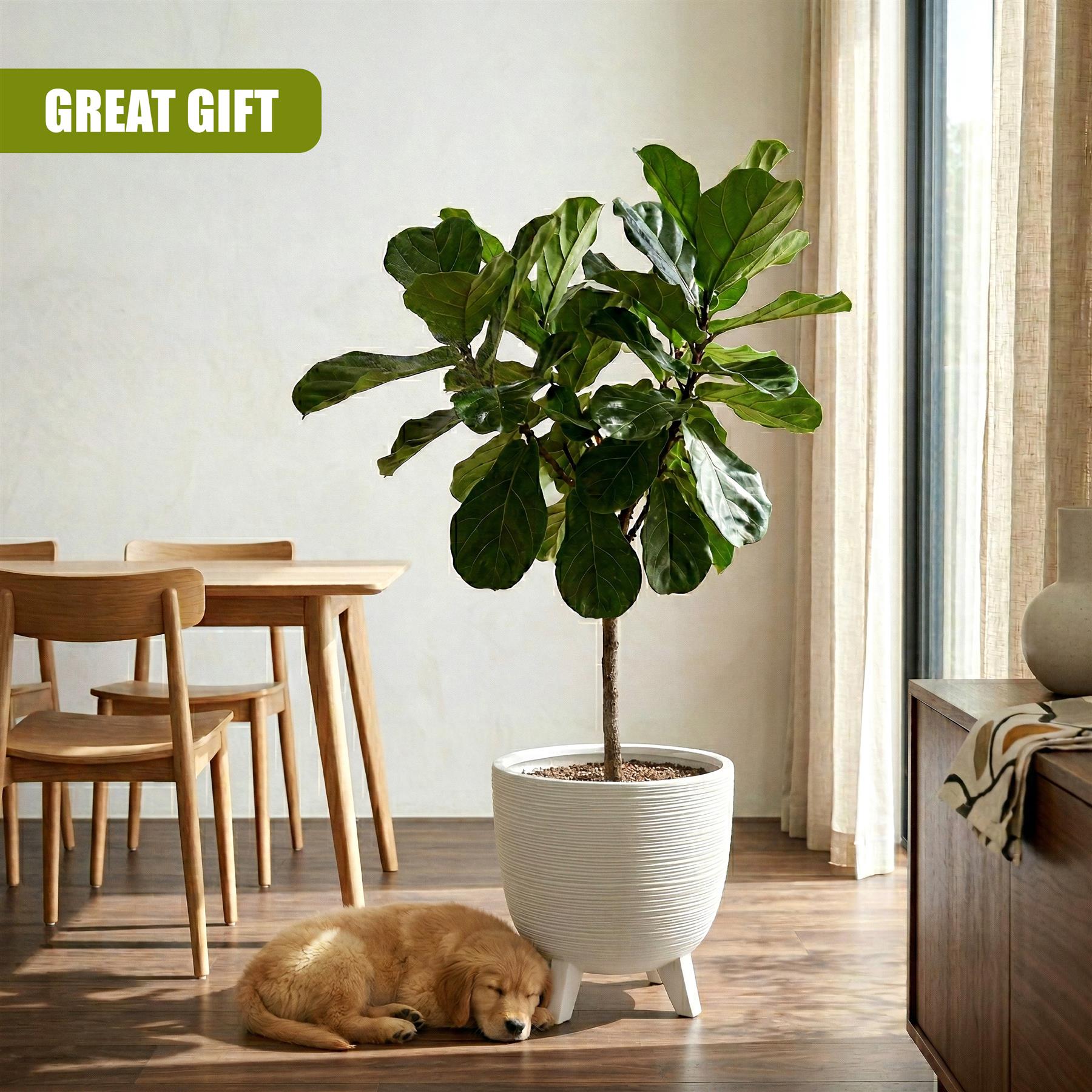 Large green leafy plant housed in a white pot elevated on short, decorative ceramic legs.