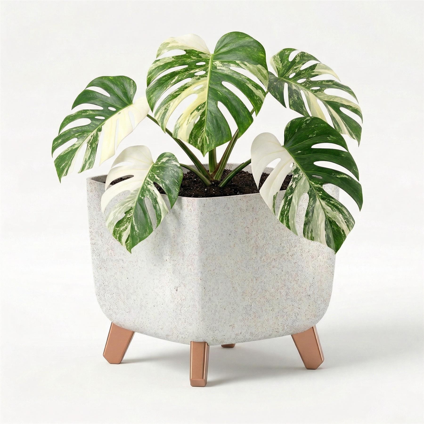 Light gray pot with three legs holds a plant featuring large, variegated green and white leaves.